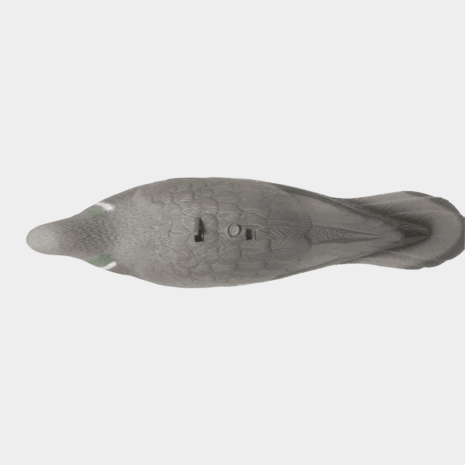  Bronze, isca, pombo selvagem - cinza