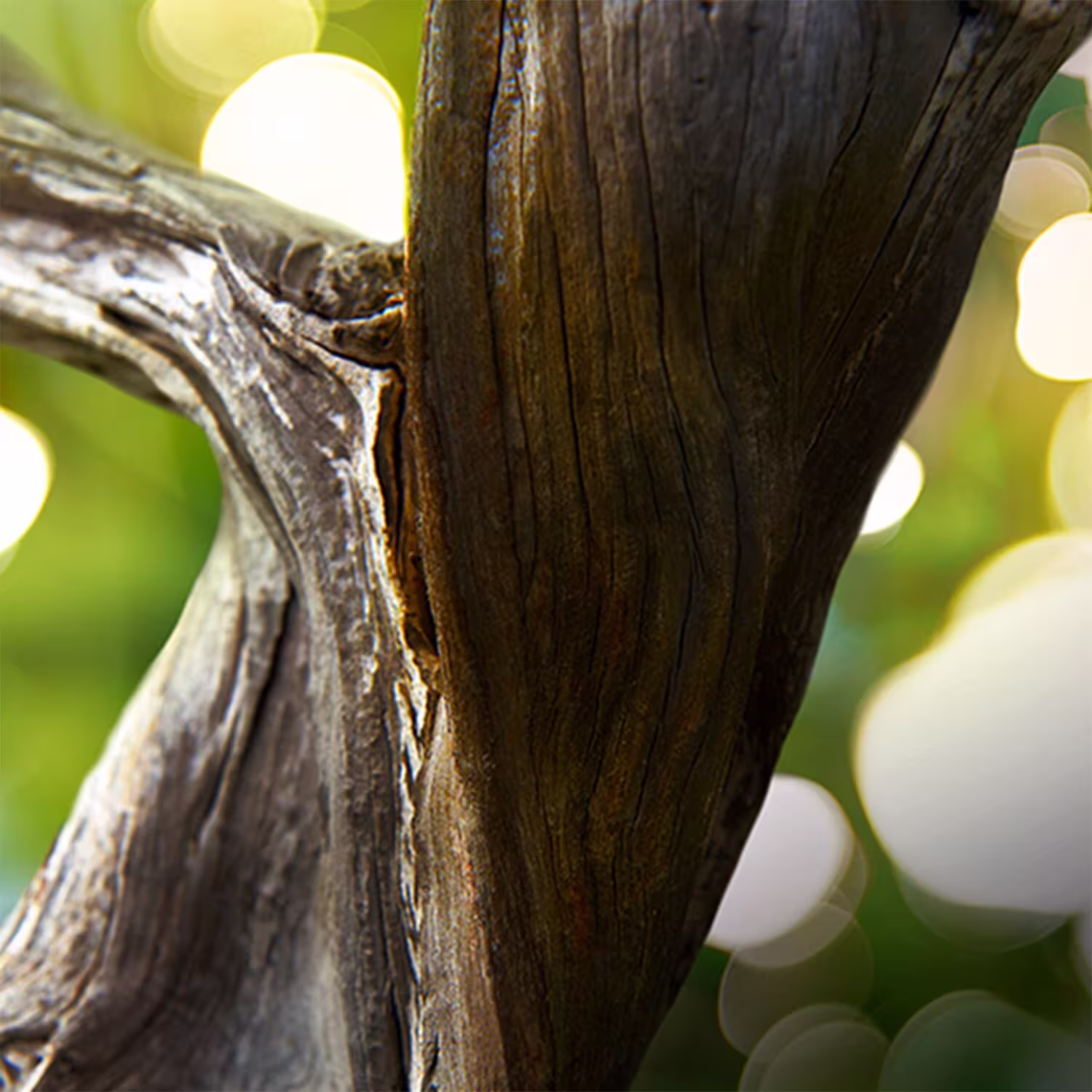 Man Wood Essence - apa de parfum