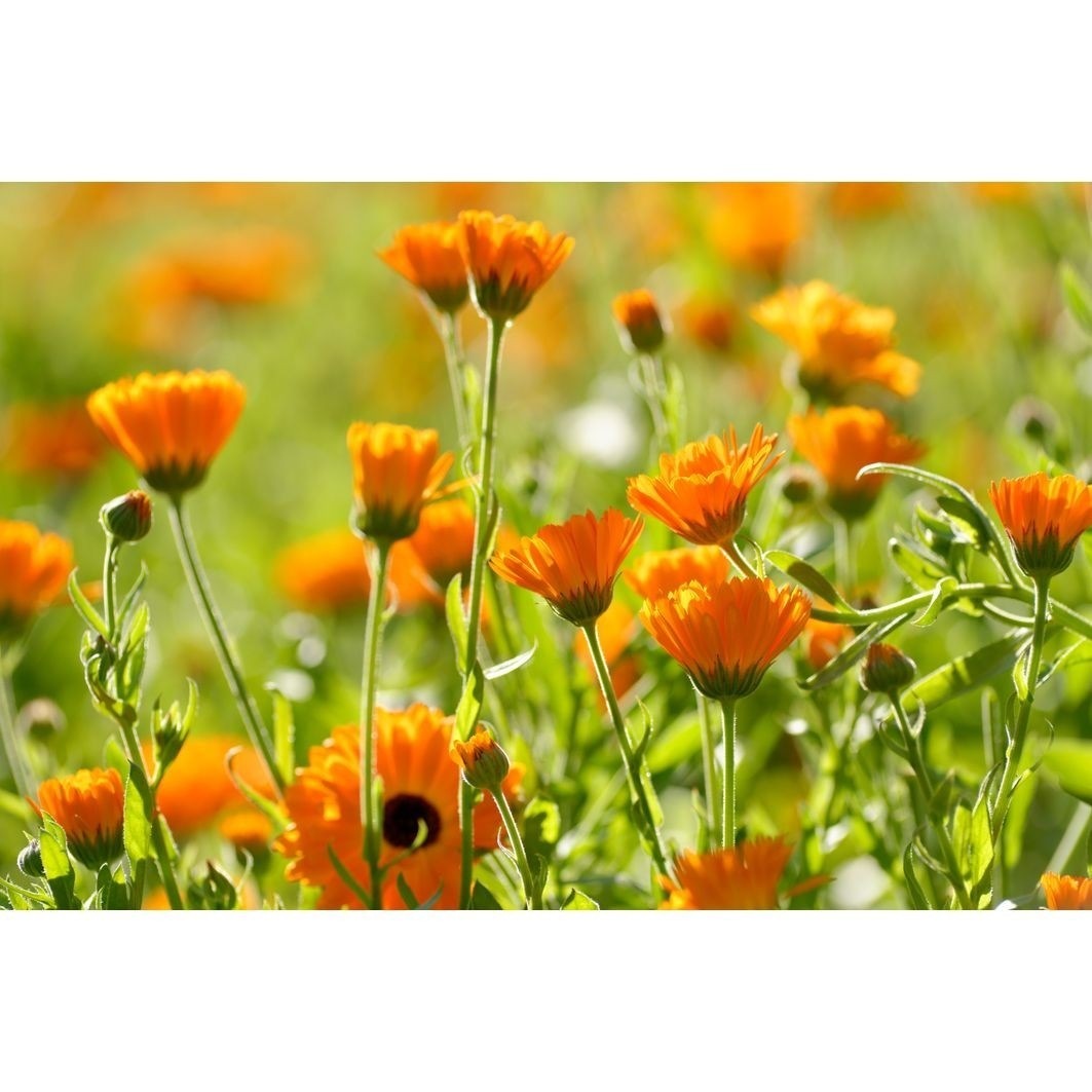 Weleda Detská zubná pasta bez fluoridu - 50 ml