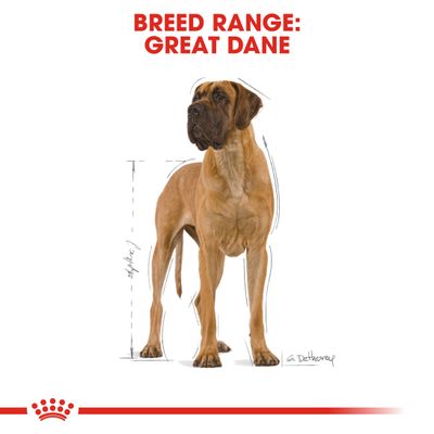 Royal Canin Deutsche Dogge Erwachsene
