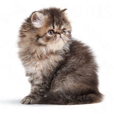 Royal Canin Perserkätzchen