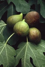 HERBOPLANET Msa Ficus Carica 50 ml