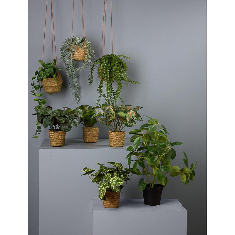 Hjem Grønn plante 25 cm med kurv