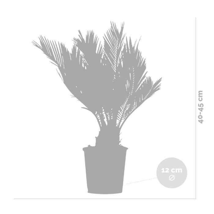 Cycas Revoluta - Palmera de la paz - Palmera - Bajo mantenimiento - Diámetro 12 cm - Altura 30-40 cm