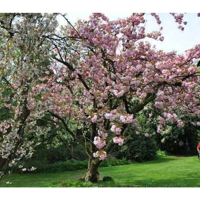 Prunus serr. 'Kanzan' - Cerisier Du Japon , Cérisier À Fleurs Japonnais 60- 80 cm en pot
