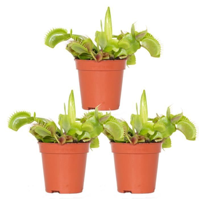 3x Dionaea Muscipula – Planta carnívora – Fácil de cuidar, 6 cm de diámetro – 5-10 cm de altura