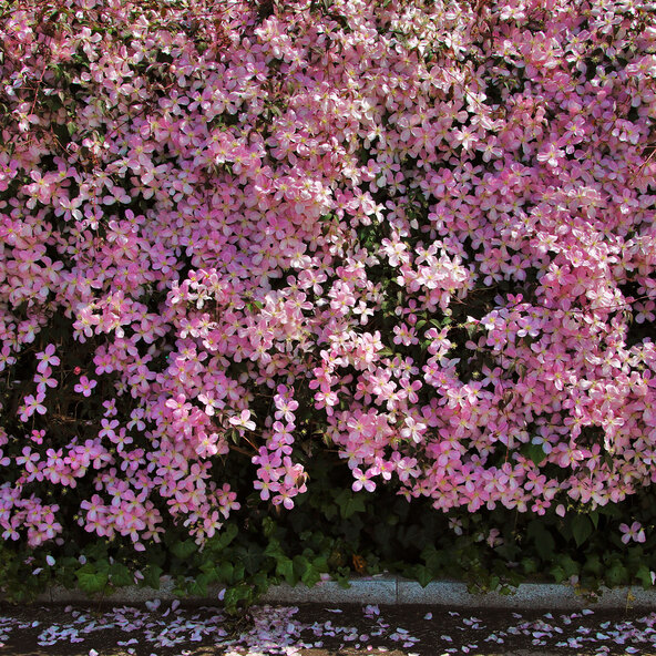 Clematis montana Blütenfee