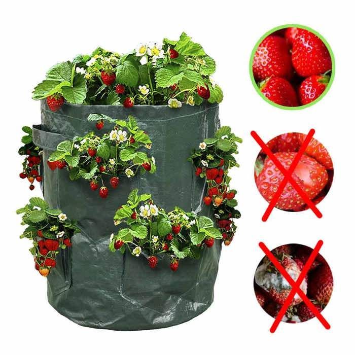 Bolsa para plantar fresas - Bolsa para plantar fresas - X2
