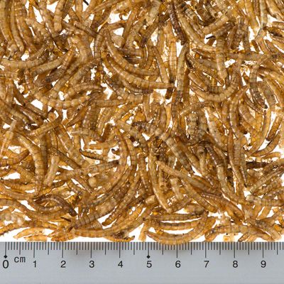 Larvas de farinha desidratadas Lillebro