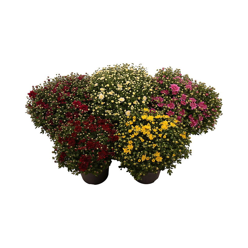 Chrysanthemum P14 buiten