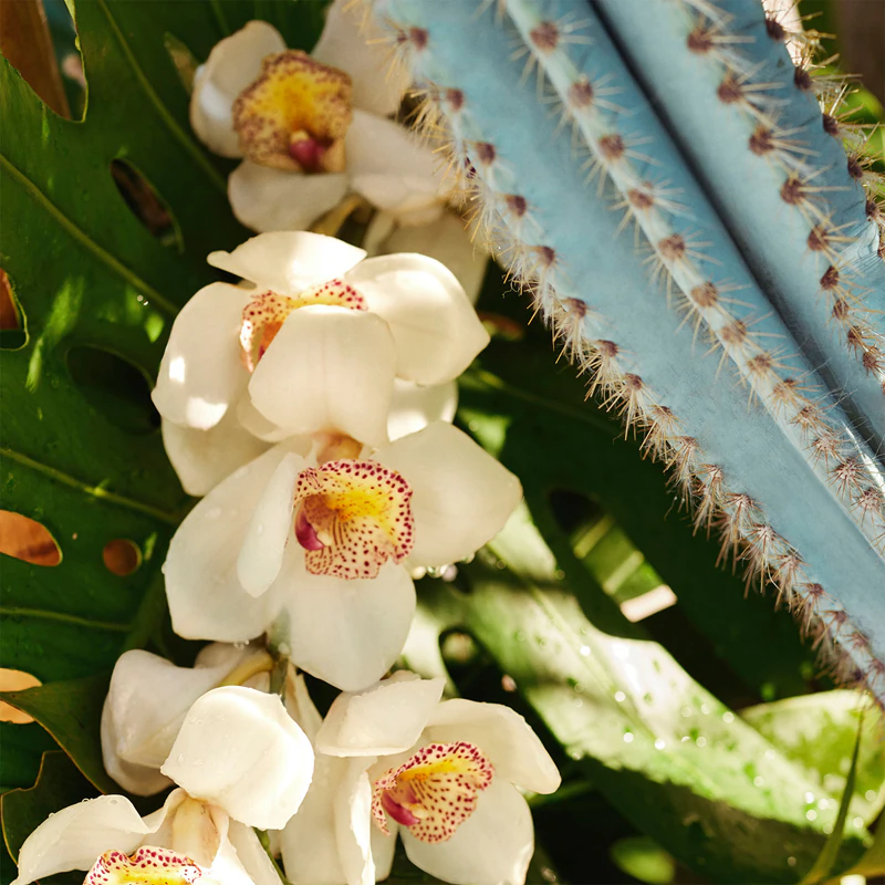 Sol de Janeiro Refresco Paraíso parfümiertes Körper- und Haarspray