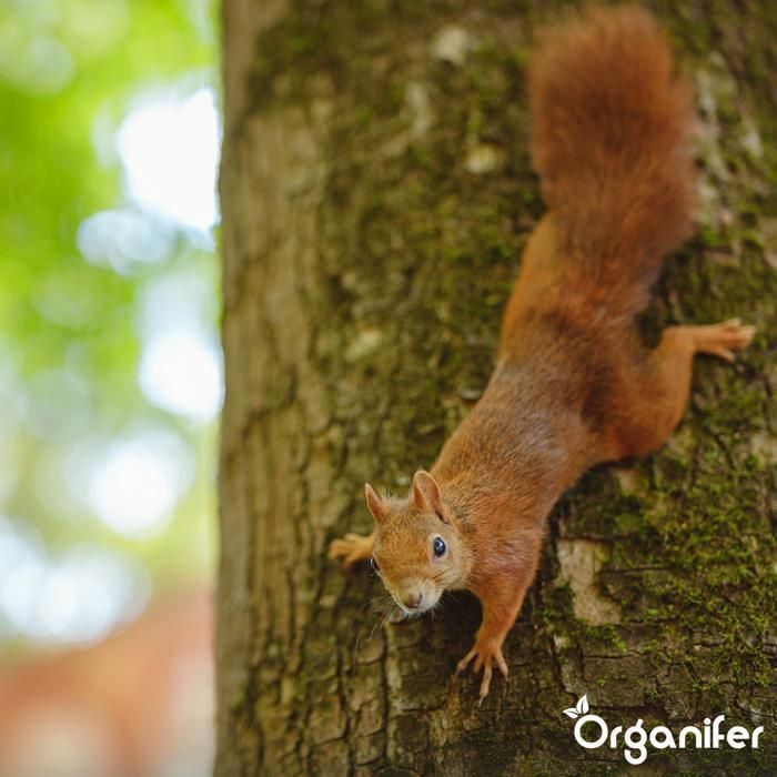 Graines - Aliments pour animaux pour écureuils - Organifer - Mélange Naturel Avec Noix Entières - 20 kg