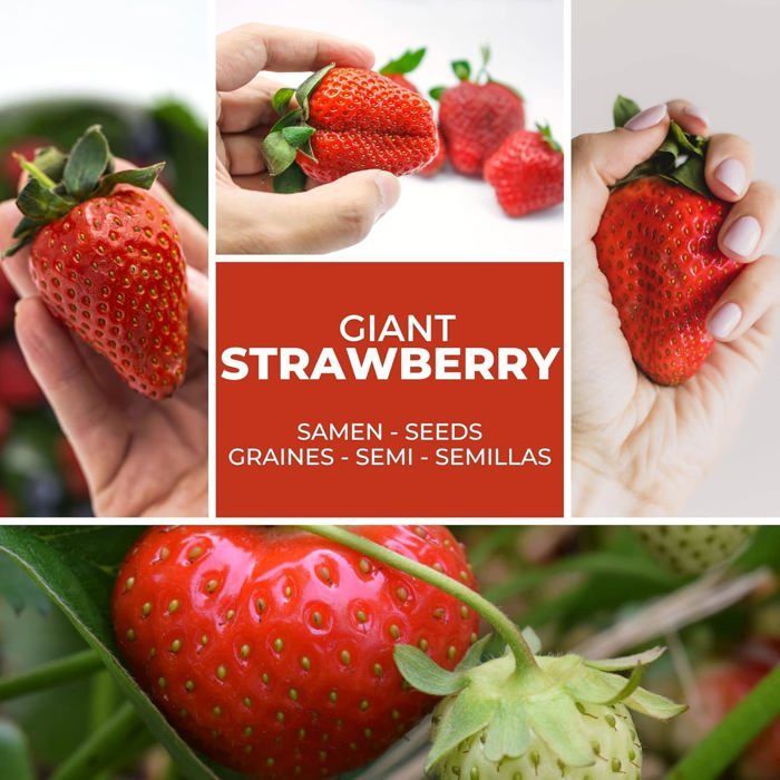 Semillas de fresa gigante / Fragaria Ananassa / Aprox. 100 semillas