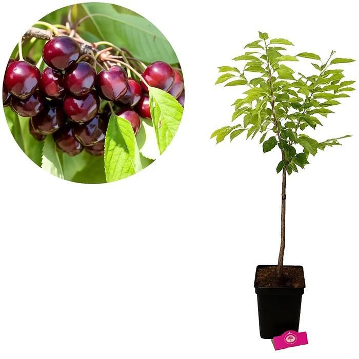 Árbol frutal - SCHRAMAS - Cerezo Burlat - Floración primaveral - Fruto rojo jugoso - Pleno sol
