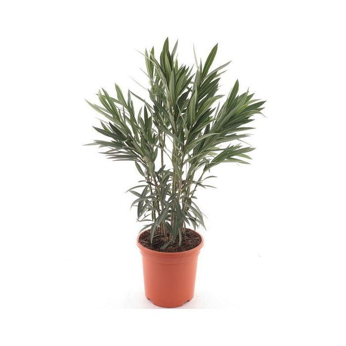 Adelfa (Nerium oleander) - Flores rosas - Altura 80-100 cm