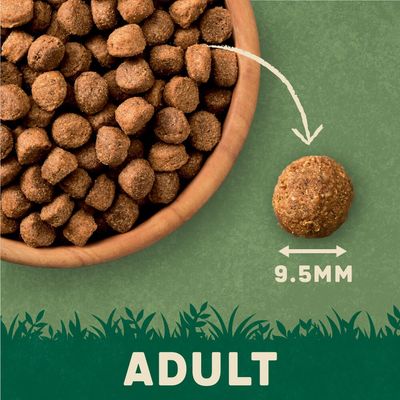 Harringtons komplett vuxen hundfoder - rik på kalkon med grönsaker