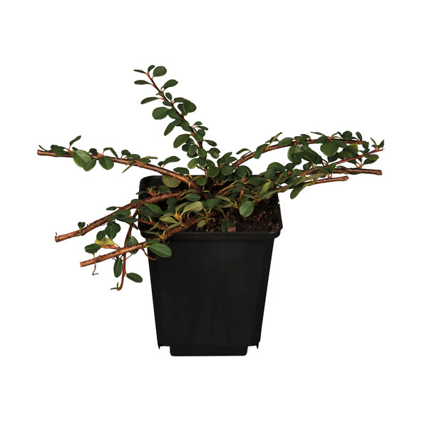 Τηγανητές πατάτες Cotoneaster Evergreen, σετ 9 τεμαχίων