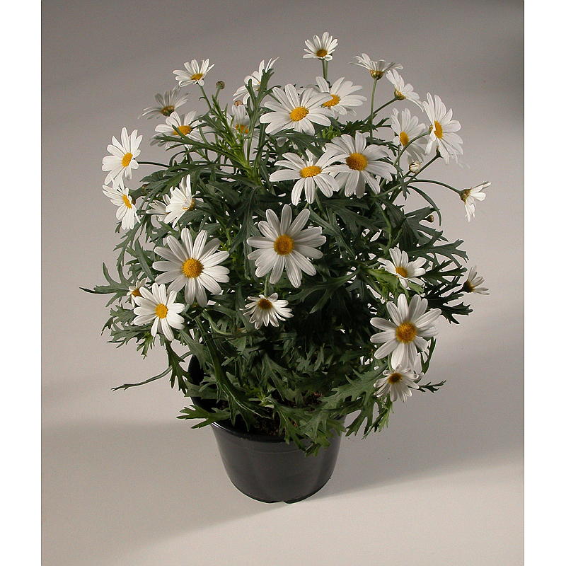 Margarita blanca P11, argyranthemum