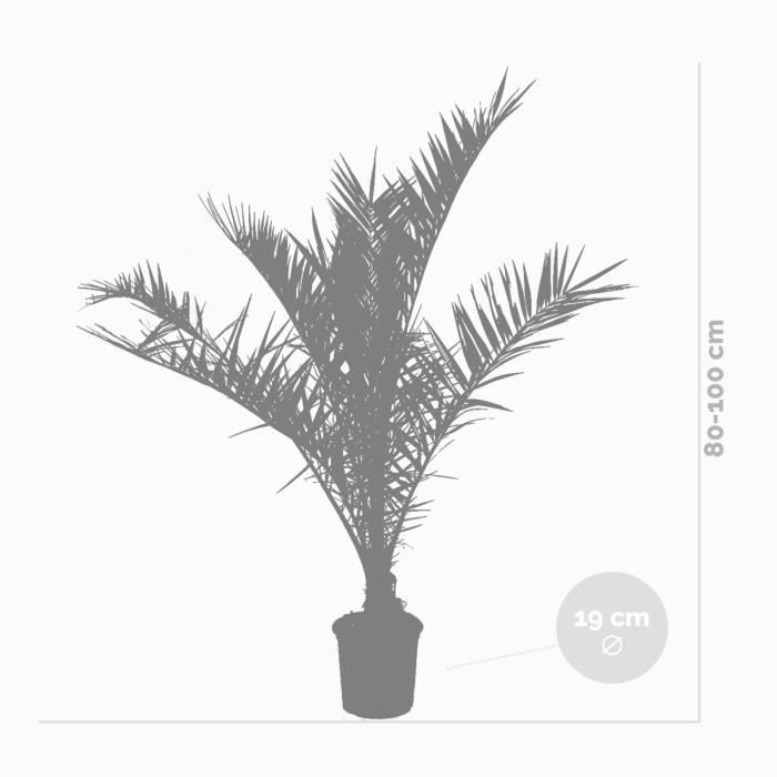Juego de 2 palmeras datileras de las Islas Canarias (Phoenix canariensis) - BLOOMIQUE - Resistentes - Diámetro 19 cm - Altura 80-100 cm