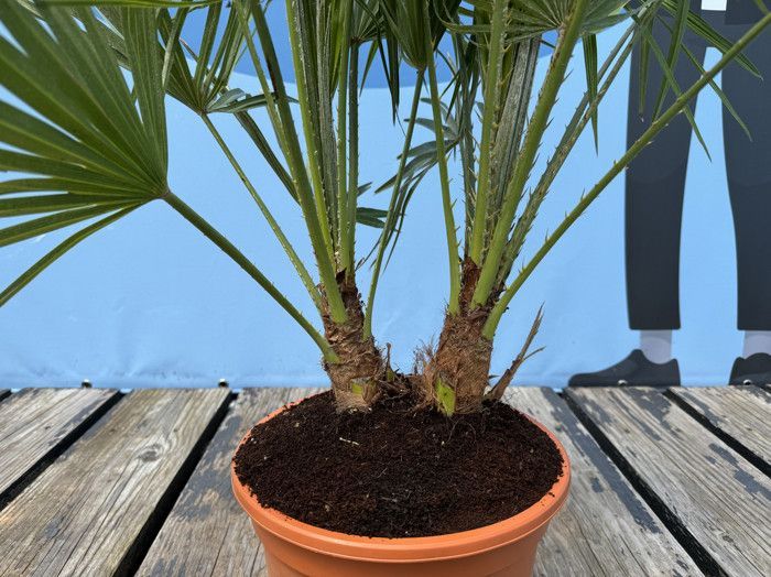 Palmera de abanico europea - Planta - Árbol de hoja perenne - Palmera - 80 cm de altura con maceta - Árbol - Arbusto