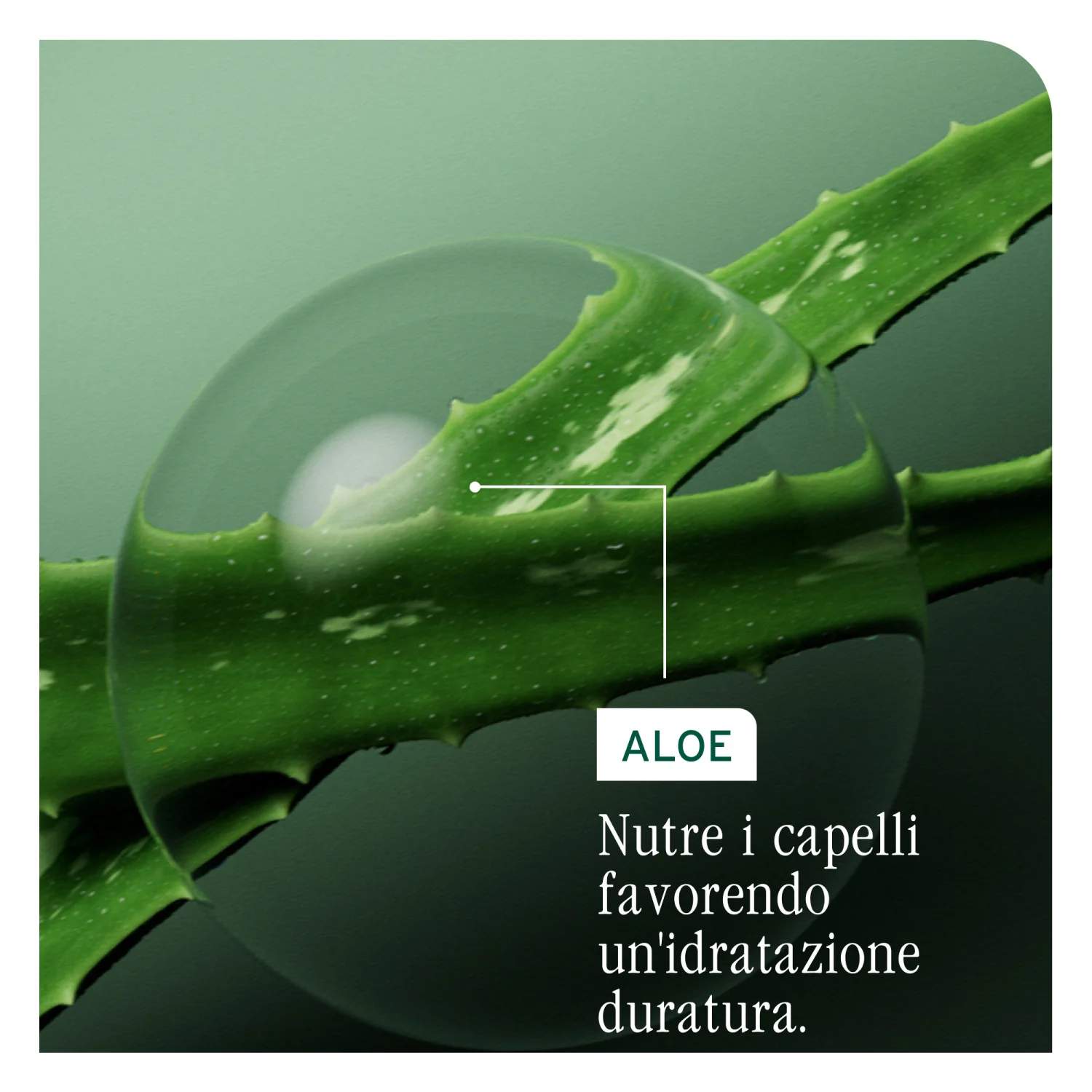HydraSource Shampoo - Shampoo Delicato