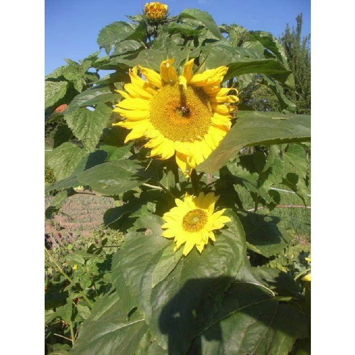 Graine - Semence - Soleil tournesol géant jaune coeur noir