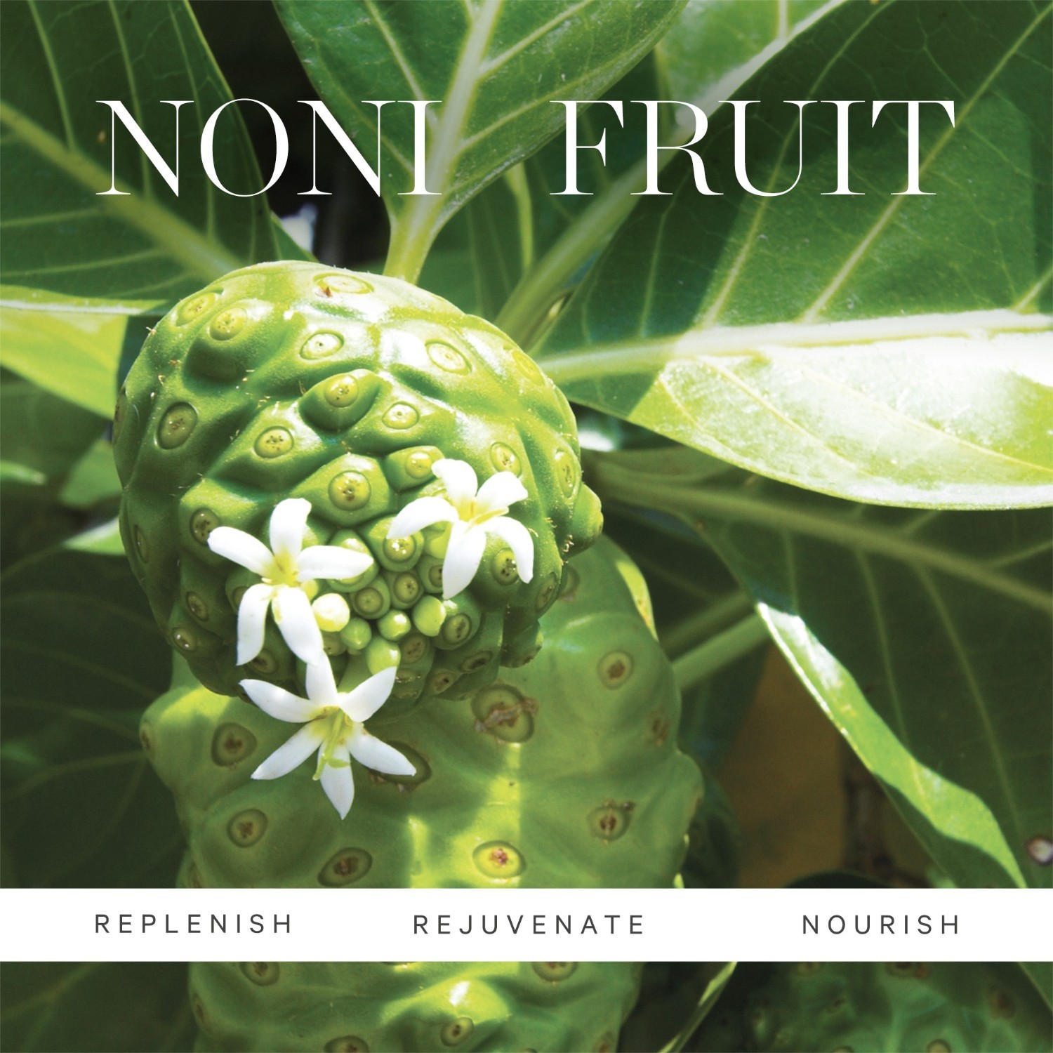KORA Organics Noni Glow ulje za lice - 10 ml