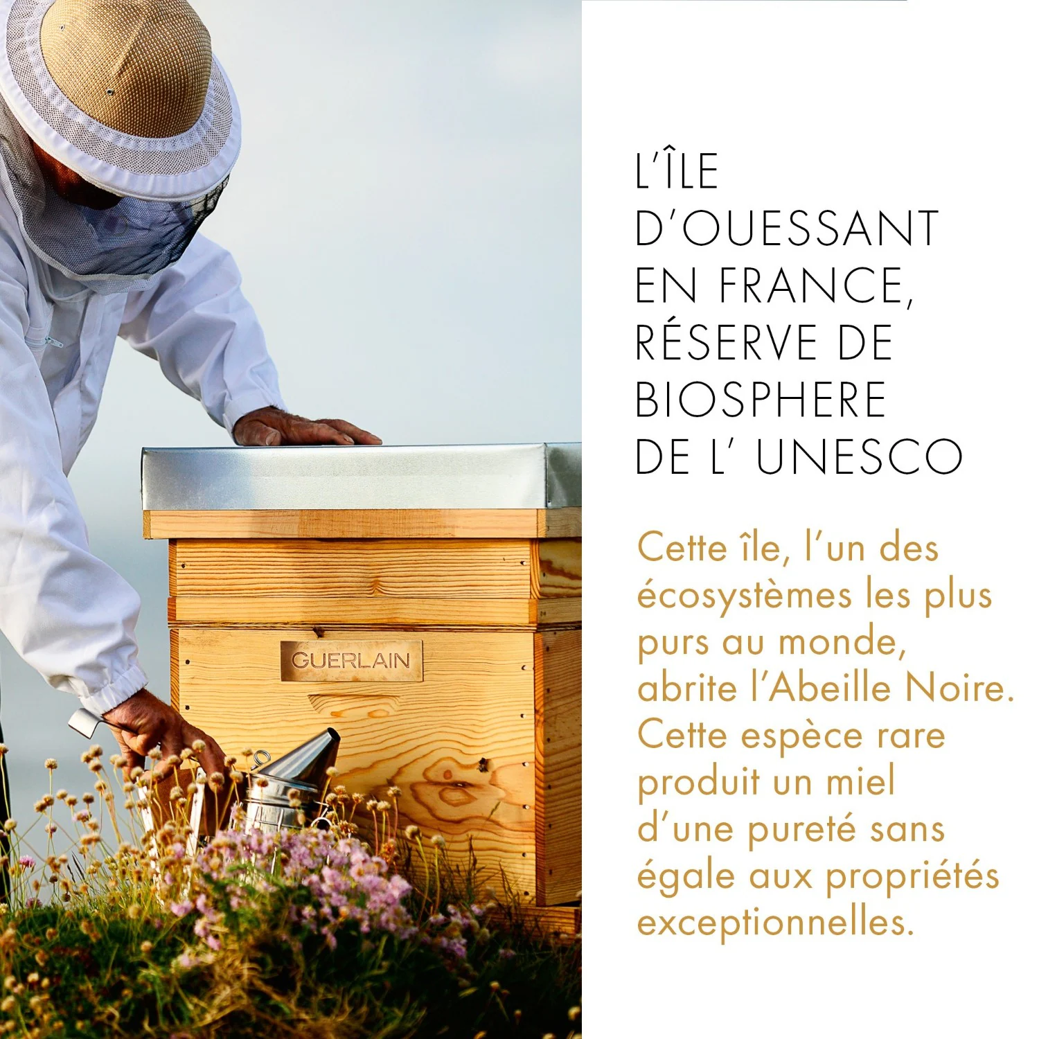 Guerlain Baume Réparateur Jeunesse Des Mains
