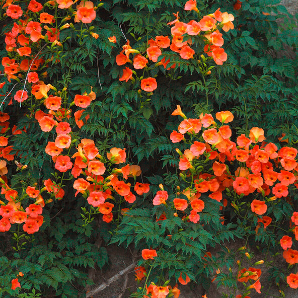 Klettertrompete „Orange Girls”, 2er-Set