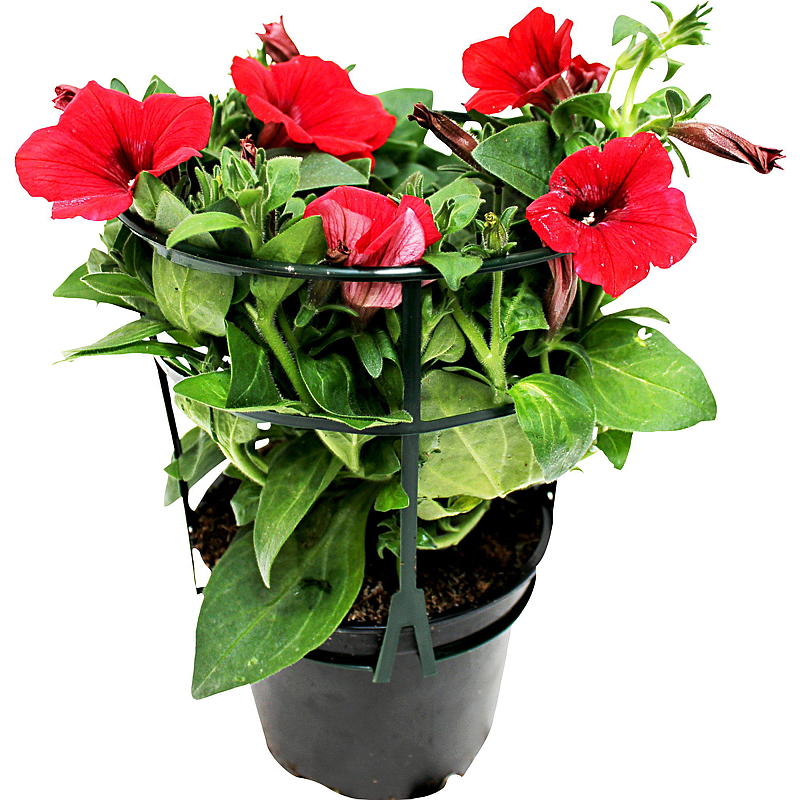 Hengende petunia P12, storblomstret, surfina
