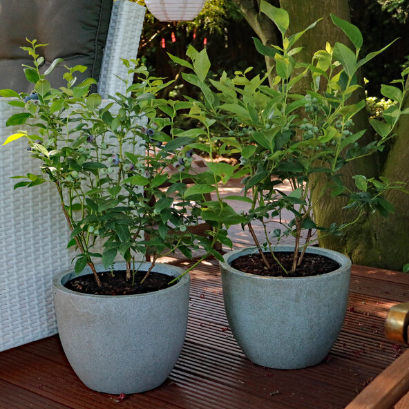 borůvka