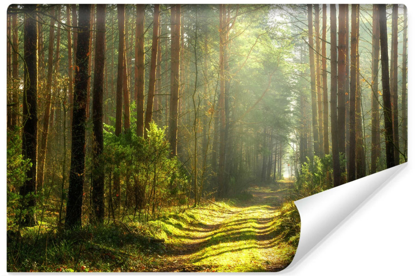 Fototapeta Do Salonu Ścieżka W Słonecznym Lesie 90x60cm