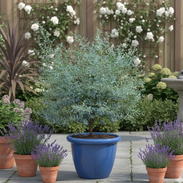 Eucalyptus France Bleu® 'Rengun', Cidergom