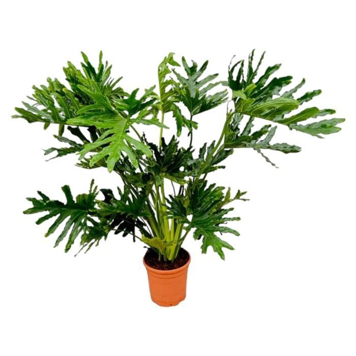 Philodendron Selloum in vaso da 27 cm di diametro. Pianta verde, tipo Philodendron Selloum, consegnata in vaso, ideale per interni luminosi.