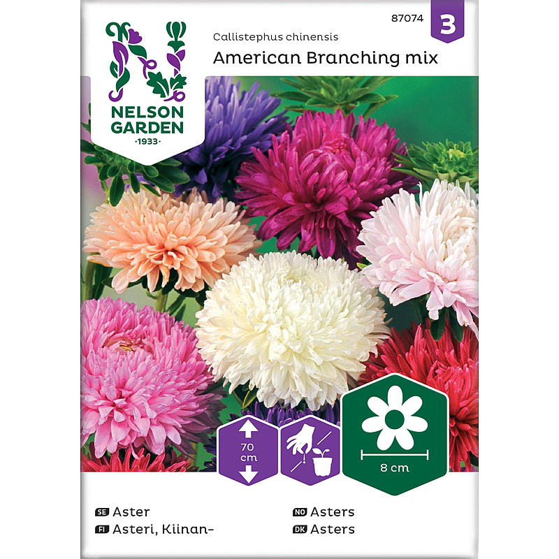 Graines de jardin Nelson Asters américains