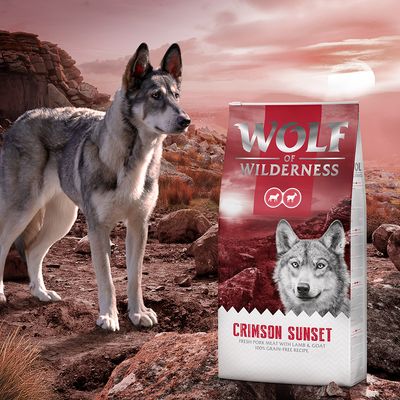 Wolf of Wilderness -koira aikuisille 