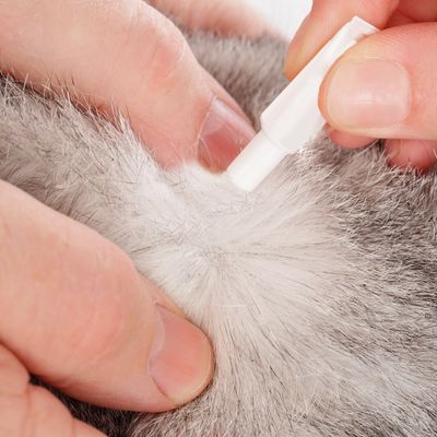 beaphar FIPROtec® COMBO Loppe- og flåtbehandling til katte