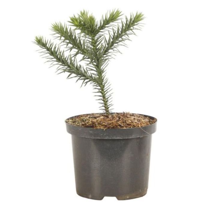Araucaria du Chili - Araucaria araucana 15/20cm Pot 2,5L