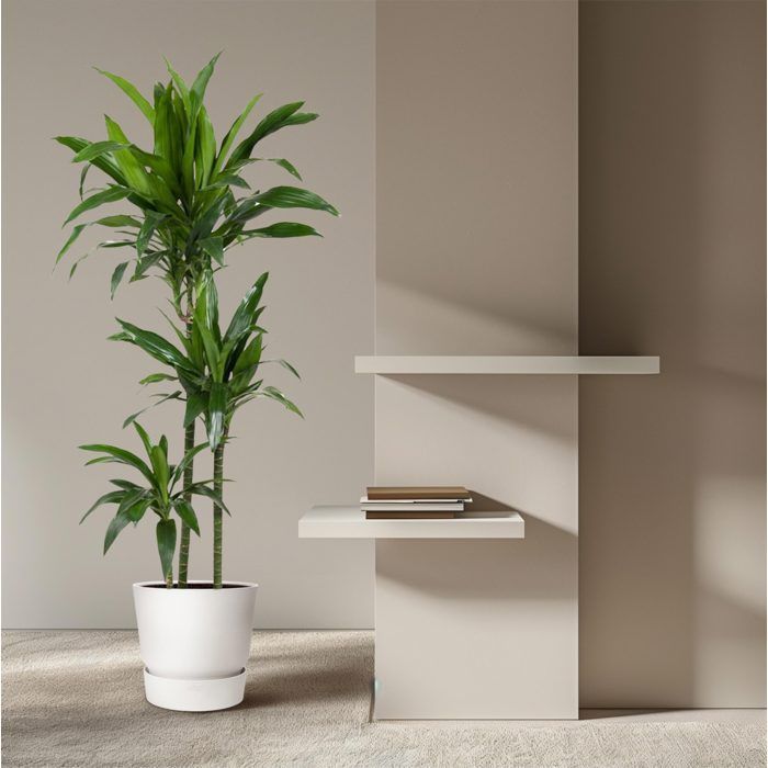 Dracaena Janet Craig in a 24cm diameter pot. Green plant, Dracaena Janet Craig type, delivered in a pot, ideal for bright indoors.