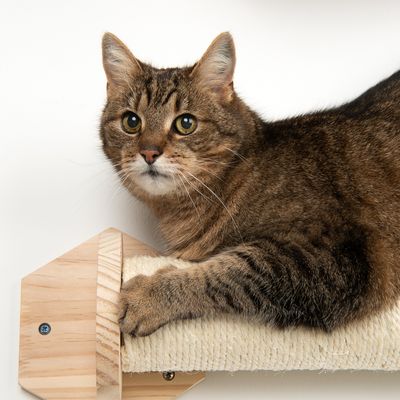 Phoebe vægmonteret kradsetræ