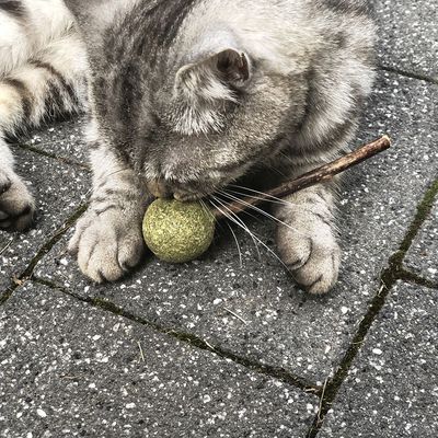 Aumüller Silver Vine Dental Lollipop Cat Treat