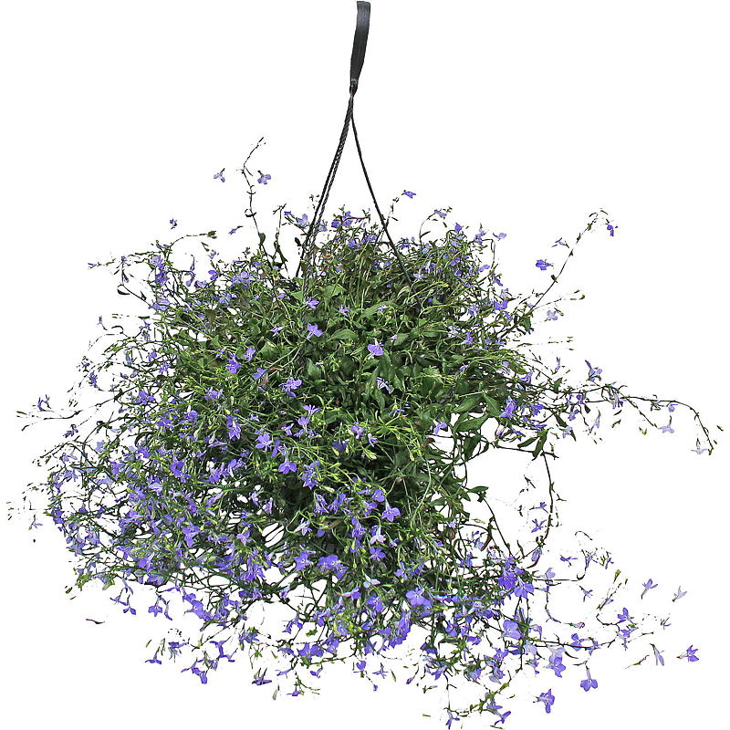 Lobélie, plante suspendue P25
