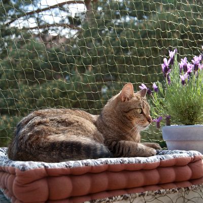 Veiligheidsnet voor katten - Bijtbestendig en met draad versterkt