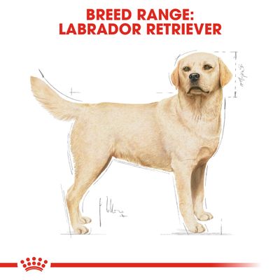 Royal Canin Labrador Retriever Ενηλίκων