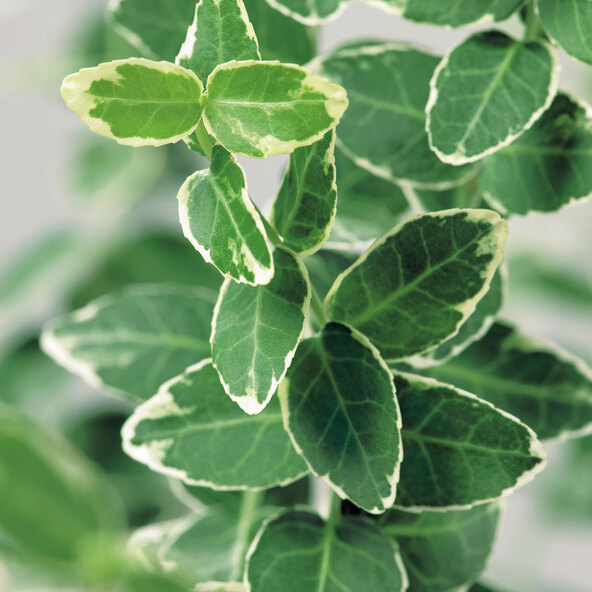 Ατρακτοειδές δέντρο Euonymus Fortunei, λευκό