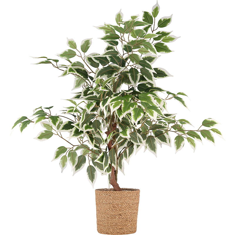 Hem Ficusväxt 76 cm konstgjord