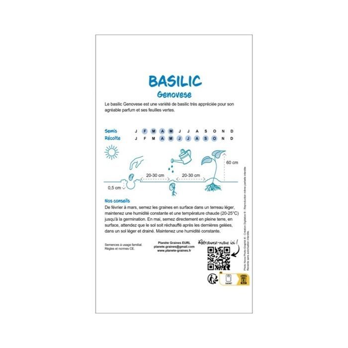 250 Graines Basilic Grand Vert Genovese  - Herbe Aromatique Classique Géante - Semences Potagères Intérieur et Extérieur