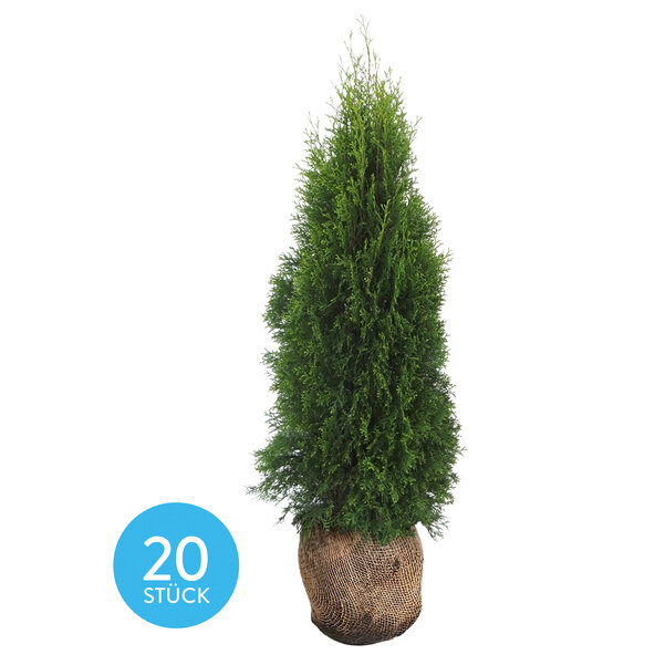 Thuja Smaragd, set 20 + Dünger