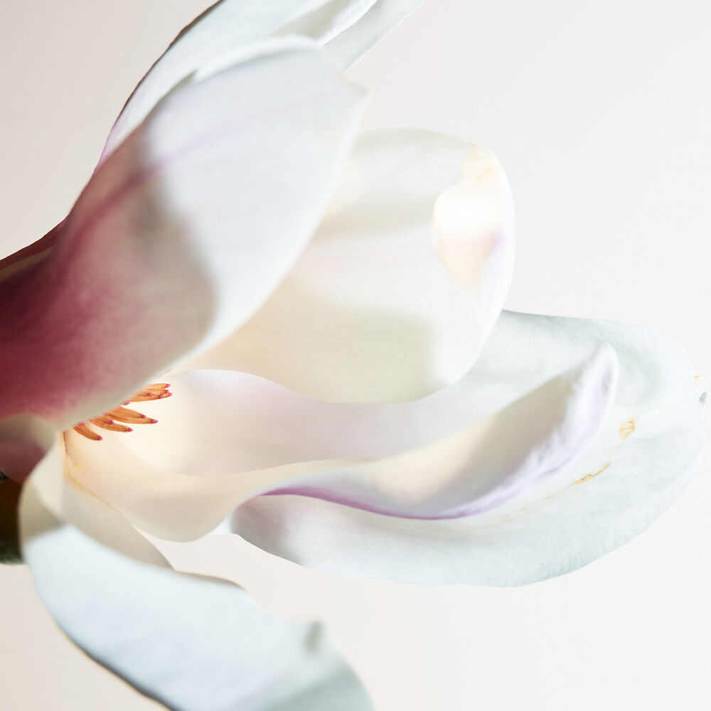 Bottega Veneta Parco Palladiano I: Magnolia