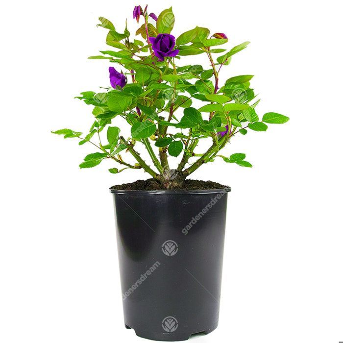 Schitterende paars/lila roos in een pot | Premium tuinrozen met kleurrijke zomerbloemen
